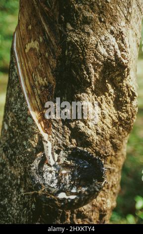 Raccolta del lattice in una piantagione sull'isola di Ko Sukron nel sud della Thailandia. Dopo aver picchiato la corteccia di alberi di gomma, la gomma grezza del lattice viene raccolta in coppette. Foto Stock