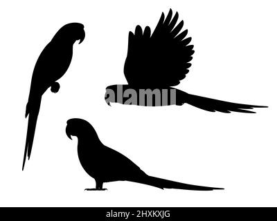 Set sagome pappagallo macaw. Set di illustrazioni vettoriali di silhouette nere di pappagalli esotici isolati su sfondo bianco. Vista laterale. Illustrazione Vettoriale