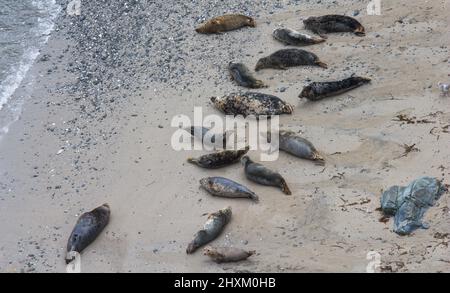 Nomi collettivi per un gregge o un grumo o una sorgente di foche grigie o atlantiche su una spiaggia a Fishing Cove vicino a Godrevy Point; Gwitian; Hayle; Cornovaglia. Foto Stock