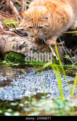 cat cattura rane in stagno giardino - UK Foto Stock