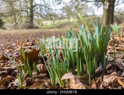 Daffodil selvatico (Narcissus pseudonarcisus) noto anche come giglio di Quaresima, che cresce in una riserva naturale nella campagna dell'Herefordshire Regno Unito. Febbraio 2022 Foto Stock