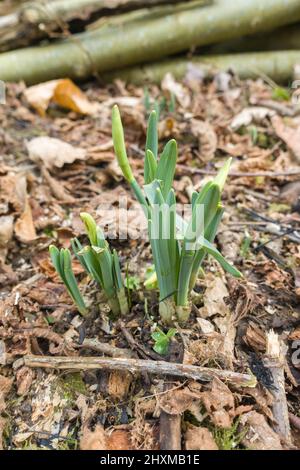 Daffodil selvatico (Narcissus pseudonarcisus) noto anche come giglio di Quaresima, che cresce in una riserva naturale nella campagna dell'Herefordshire Regno Unito. Febbraio 2022 Foto Stock