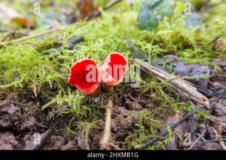 Scarlatto ElfCup Fungus Sarcoscypha austriaca (Sarcoscyphaceae) Herefordshire Inghilterra UK, febbraio 2022 Foto Stock