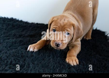 Una volpe rossa labrador Retriever cucciolo nella posizione di gioco. Foto Stock