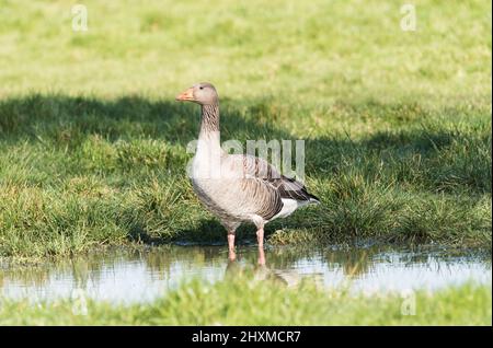 In piedi Graylag Goose (Anser anser) Foto Stock