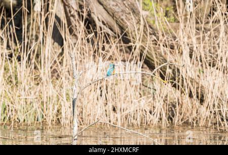Appollaiato maschio Kingfisher (Alcedo atthis) Foto Stock
