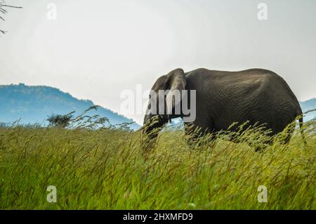 Un giovane isolato musth pascolo di elefante in erba alta in una riserva naturale in Africa Foto Stock