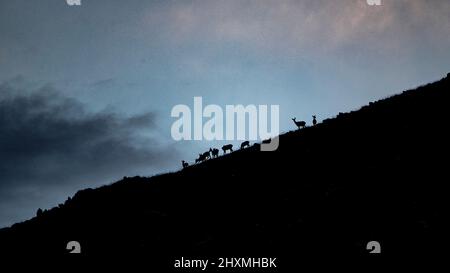 Famiglia camosci al tramonto ad Alfedena, Italia Foto Stock