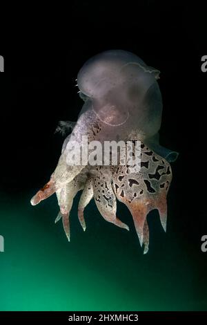 Un Tethys fimbria nudibranch poggiato su un fangoso fondale marino - primo storico avvistamento record di questo gasteropod a queste latitudini. Foto Stock