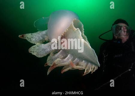 Un Tethys fimbria nudibranch poggiato su un fangoso fondale marino - primo storico avvistamento record di questo gasteropod a queste latitudini. Il modello nell'immagine è Foto Stock