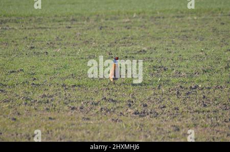 Pheasant vagando nel campo. Foto Stock