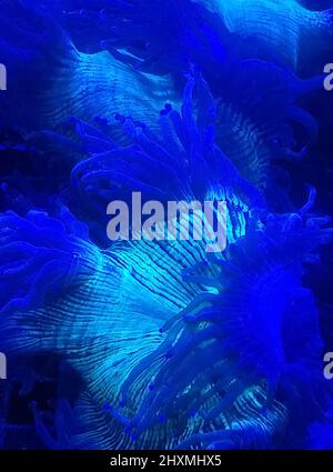 Bellissimo sfondo blu mare verticale anemone che mostra il dettaglio della creatura Foto Stock