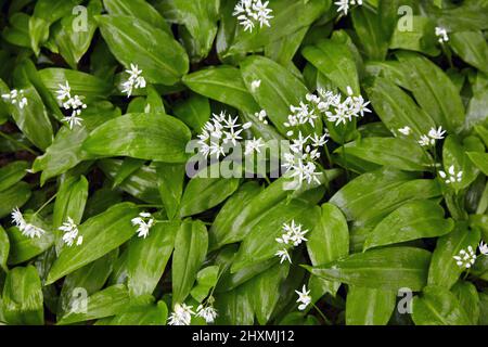 Aglio selvatico fiorente con gocce di rugiada in pioggia nel giardino primaverile Foto Stock