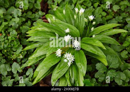 Aglio selvatico fiorente con gocce di rugiada in pioggia nel giardino primaverile Foto Stock