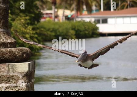 Pelican che entra in terra sull'acqua nel porto inglese ad Antigua Foto Stock