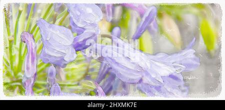 Pianta viola con gocce di pioggia, acquerello Foto Stock