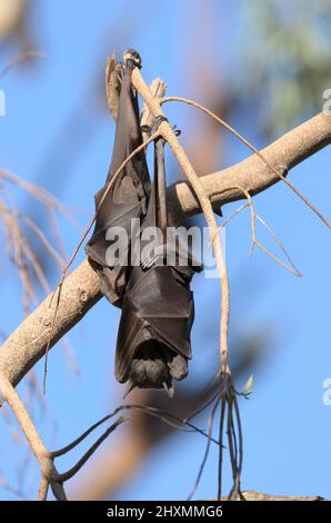 La volpe volante di colore rosso è una specie di pipistrello che si trova in aree boschive dell'Australia settentrionale e orientale Foto Stock