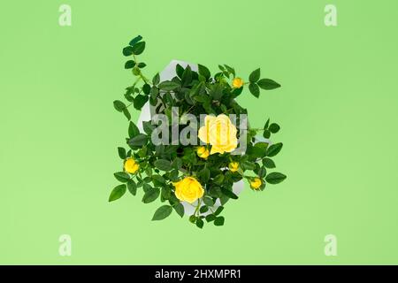 Vista dall'alto su un bellissimo piccolo cespuglio di rose gialle in una pentola isolata su sfondo verde chiaro. Home piante e giardinaggio concetto Foto Stock