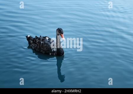 Il cigno nero galleggia nel lago blu. Sfondo natura, spazio di copia per il testo Foto Stock