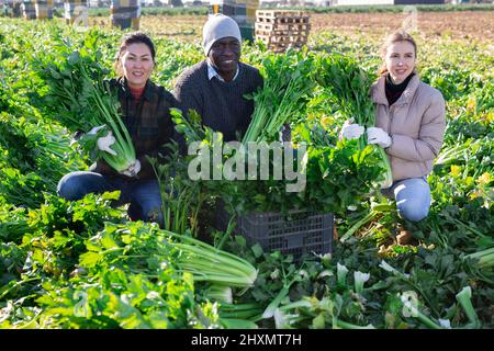 Coltivatori che posano su piantagione vegetale vicino a mucchio di scatole di plastica con sedano fresco. Concetto di successo di attività agraria e ricco raccolto di sedano Foto Stock
