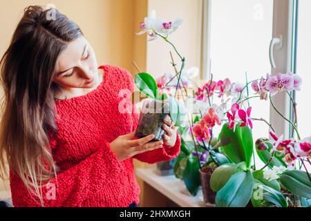 Giovane donna che ispeziona radici orchidee fiorenti che tengono pentola con pianta. Prendersi cura della salute di piante e fiori domestici. Hobby al coperto Foto Stock