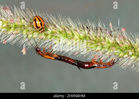 Coppia di orecchini coniugati, Elaunon bipartitus. Con un fagiolo di Ladybird variabile, Coelohora inaequalis. Su una testa di semi di erba. Coffs Harbour, NSW, Australi Foto Stock