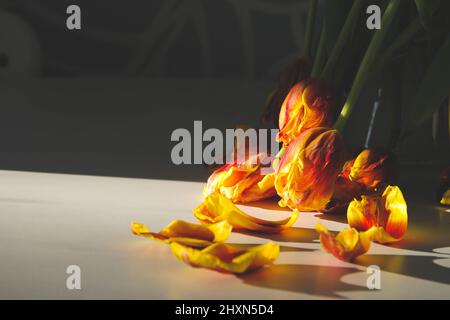 Fiori appassiti. Tulipani secchi al sole. Fiori caduti. Bouquet di fiori. Foto Stock