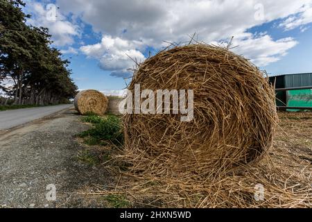 Limassol, Cipro. 13th Mar 2022. Gli avanzi di grano sono visti accanto ad una fattoria di vacca, Limassol, Cipro, il 13 marzo 2022. I ministeri del commercio e dell'agricoltura procedono a frenare l'aumento dei prezzi del grano a causa della cessazione delle esportazioni dalla Russia e dall'Ucraina, dopo l'invasione russa in Ucraina. (Foto di Kostas Pikoulas/Sipa USA) Credit: Sipa USA/Alamy Live News Foto Stock