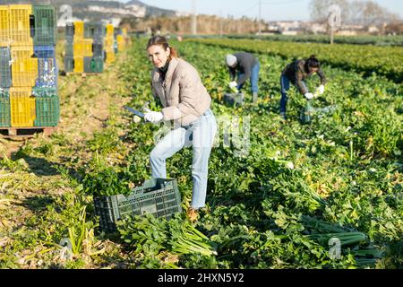 Donna che raccoglie sedano su campo vegetale Foto Stock