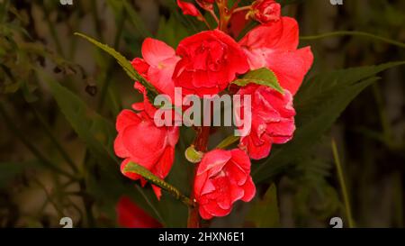 Bel pelargonio rosso in fiore su sfondo sfocato Foto Stock