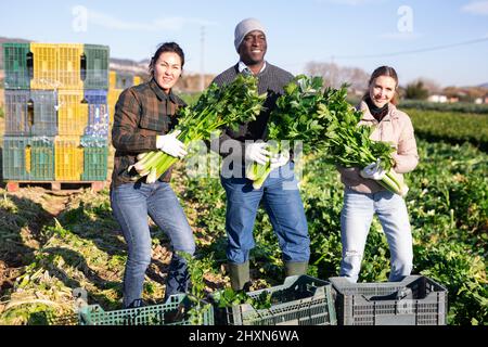 Ritratto di squadra internazionale di agricoltori in piantagione di sedano il giorno durante il raccolto Foto Stock