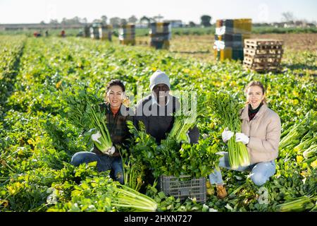 Coltivatori che posano su piantagione vegetale vicino a mucchio di scatole di plastica con sedano fresco. Concetto di successo di attività agraria e ricco raccolto di sedano Foto Stock
