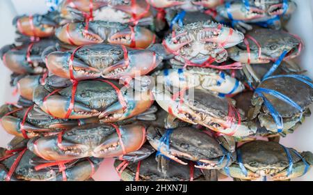 Primo piano di granchio blu fresco di grandi dimensioni che ha legato e messo sul vassoio di ghiaccio preparando per la vendita nel mercato locale del pesce in Thailandia. Foto Stock