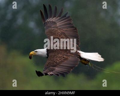 Un'aquila Bald adulta che vola con un pesce nel suo becco sotto la pioggia con materia vegetale dal lago nel suo talons.Take a Victoria, British Columbia, Cana Foto Stock