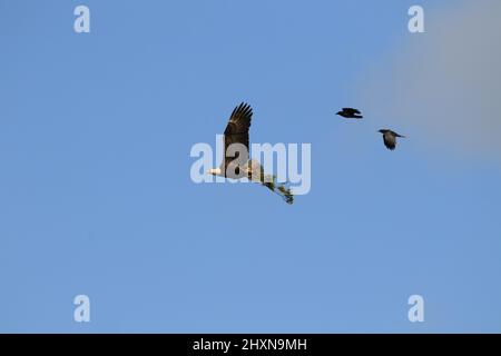 Un'aquila Bald adulta che trasporta un ramo grande nei suoi talloni che volano ed è inseguita da due corvi. Preso a Victoria, Columbia Britannica, Canada. Foto Stock