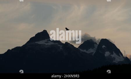 Un avvoltoio tacchino che vola in silhouette all'alba sopra Omega Mountain, Mt. Pelopos, e Mt. Niobe nel crinale di Tantalo vicino a Squamish. Tratto dalla Tanta Foto Stock