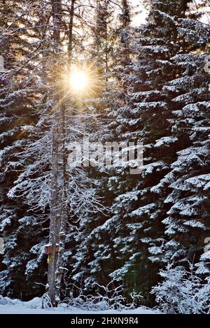 Inverno sole attraverso gli alberi in una foresta con neve. Foto Stock