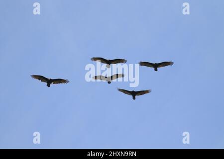 Un gregge di avvoltoi di tacchino che volano o schizza contro un cielo blu. Preso all'East Sooke Park sull'isola di Vancouver, British Columbia, Canada. Foto Stock