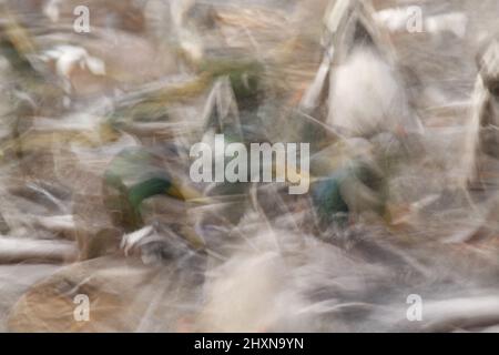 Una lunga esposizione sfocata di un'anatra di Mallard che alimenta la frenesia. Mostra il movimento e l'attività e il caos. Preso a Beacon Hill Park a Victoria, British Colu Foto Stock