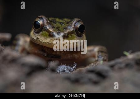 Un trefrog californiano (Pseudacris) in un parco regionale di East Bay in California. Queste rane sono tra gli anfibi più diffusi della costa occidentale. Foto Stock