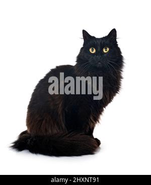 black british longhair di fronte a sfondo bianco Foto Stock