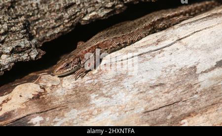 Una lucertola comune, Zootoca vivipara, che si riscalda su un tronco nel sole di primavera. Foto Stock
