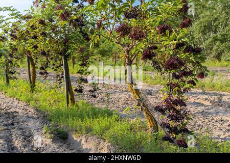 Il sambuco orchard in Ungheria centrale Foto Stock