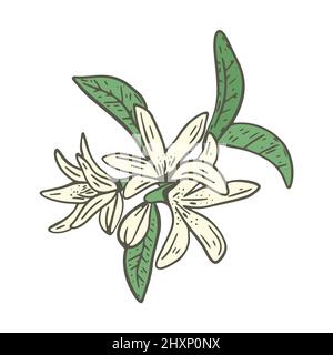 Illustrazione vettoriale dell'albero di agrume in fiore. Piccoli fiori delicati su ramoscello deciduo. Albero di frutta botanica floreale ramo. Limone primavera fioritura cespuglio Illustrazione Vettoriale