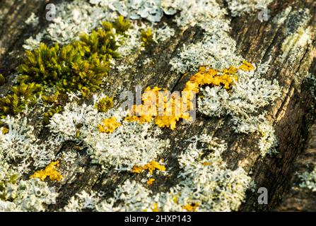 Una vivida cerchia arancione di lichen di crosta d'oro cresce nella profusione di lecca-piuma e rosette licheni su un vecchio corrimano in legno. Foto Stock