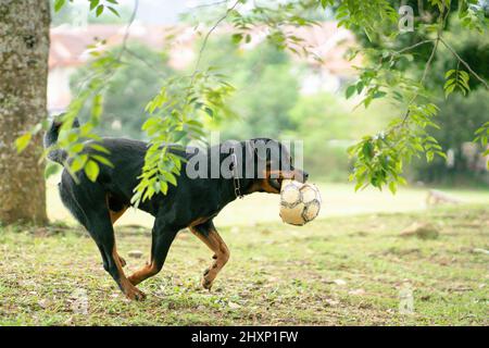 Rottweiler cane in esecuzione mentre mordere una palla usata usurata nel parco. Foto Stock