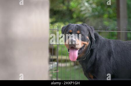 Ritratto del Rottweiler del cane dietro la recinzione. Cane di guardia o concetto di sicurezza. Foto Stock