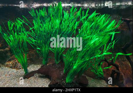 Piante acquatiche sommerse . Piante verdi che crescono sott'acqua Foto Stock