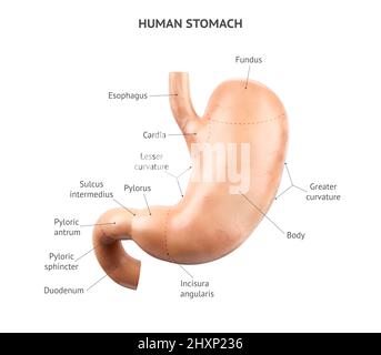 Immagine realistica anatomicamente accurata 3D di organo interno umano - stomaco con duodeno isolato su sfondo bianco. Stomaco con didascalie di testo correttamente posizionate Foto Stock