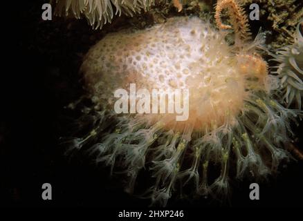 Dita dell'uomo morto (Alcyonium digitatum) primo piano di polipi con nematocisti, Regno Unito. Foto Stock